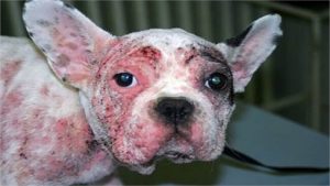 Cách trị chó bị ghẻ lác hết trong 1 tuần - bài thuốc trị chó bị sờ mâu , chó lác rụng hết lông nỗi ghẻ đầu người