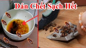 Cách diệt sạch không còn 1 con gián nào trong nhà - mẹo đuổi gián hiệu quả - chế thuốc bẫy dán hay bu vào thức ăn