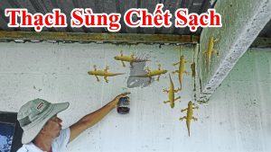 Cách đuổi thằn lằn ra khỏi nhà cho những ai cần - mẹo đuổi thạch sùng trong phòng ngủ hay vệ sinh bậy bạ ra nhà