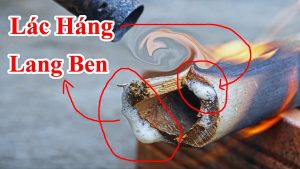 Cách trị lác háng hiệu quả , trị lang ben trong 5 ngày có hiệu quả . Đi bồ đội bị lác , lang beng áp dụng thử cách này