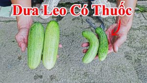 Cách Phân Biệt Dưa Leo Xịt Thuốc Nhiều Và Dưa Leo Ít Xịt Thuốc - Mẹo Lựa Mua Dưa Chuột Ngon Ít Thuốc