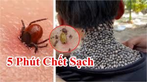 Cách trị hết sạch bọ chét chó hiệu quả 100% - Hướng dẫn diệt ve chó không còn 1 con nào trong vài phút