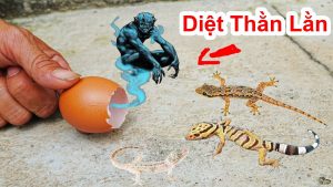 Cách đuổi thạch sùng ra khỏi nhà - Mẹo làm cho thằn lằn không dám vào trong nhà ở