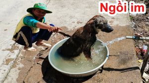 Cách diệt bọ chét ve thật đơn giản với những mẹo nguyên liệu tại nhà