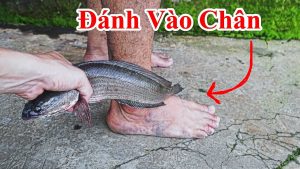 Mẹo hay dùng đũa - cá lóc đánh vào chân trẻ nhỏ thì bạn sẽ thấy điều bất ngờ