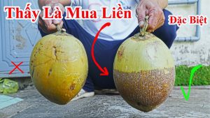Mẹo nhìn là biết trái dừa nước ngọt chính xác 100% - Cách phân biệt trái dừa nước nhạt và dừa ngọt nước