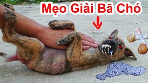 Cách giải bả chó thành công 100% - Cách giải độc chó khi bị dính bã kịp thời - Nếu chó nhà ăn bả hãy làm theo cách này