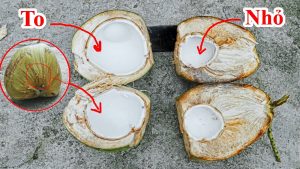 Cách phân biệt trái dừa nước nhiều VÀ trái dừa ít nước chính xác 100% . Mẹo lựa mua dừa nhiều nước bạn nên biết