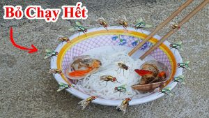 Cách đuổi ruồi , muỗi ra khỏi nhà đơn giản nhất - Mẹo diệt ruồi , diệt muỗi hiệu quả bạn nên biết