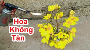 Cách cắm hoa lâu tàn ngày tết cực hay - Mẹo làm cho hoa lâu tàn , không héo rụng cánh trong ngày tết