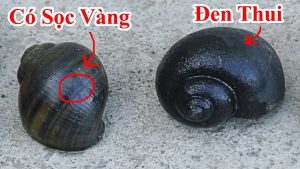 Mẹo nhận biết phân biệt ốc bươu vàng và ốc nhồi "Ốc bươu đen"