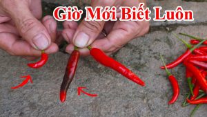 Mẹo đi chợ lựa mua ớt cay ngon bạn nên biết - Mẹo hay với trái ớt , Nhận biết ớt nào cay nhiều và ít cay