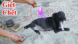 Cách trị chó bị ghẻ lác trong 4 ngày hiệu quả - Bài thuốc trị chó bị sờ mâu ghẻ rụng hết cả lông có mùi hôi