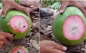 Tác dụng thật tuyệt vời của nước dừa nhưng tác hại cũng không kém mẹo hay về tác dụng của nước dừa