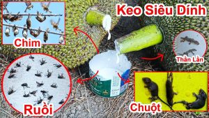 Mẹo hay cách chế keo dính chuột cực hay và thân thiện với môi trường và không tốn chi phí mẹo hay