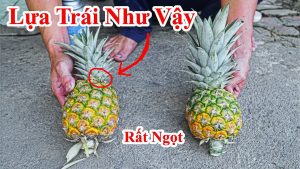 Cách lựa mua trái thơm ( dứa ) ngon ngọt như mật / Mẹo phân biệt trái khóm ngọt và trái khóm nhạt chua