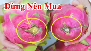 Thanh long Ruột Trắng và thanh long ruột đỏ khác nhau ở chỗ nào mẹo phân biệt thanh long ngon và thanh long tẩm hoá chất