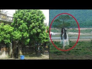 Nhà một mình thì khi nghe những tiếng động hay có ai gọi tên mình tuyệt đối không trả lời nếu không sẽ gặp hoạ