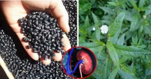 Cây cỏ mực cỏ Nhọ nồi cỏ mực tác dụng tuyệt vời mà mọi người không hề biết 