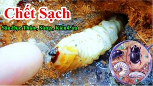 Cách diệt sạch sâu đục thân , kiến lửa bu đầy trên cây ăn trái làm chết cây , Diệt sùng đất hiệu quả