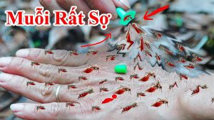 Cách làm lọ tinh dầu sã tinh dầu bạc hà để ở trong nhà đuỗi muỗi dán làm cho chúng không dám quay lại nhà .