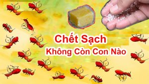 Diệt kiến hiệu quả và không cần tốn chi phí với những bài thuốc tại nhà mẹo hay 