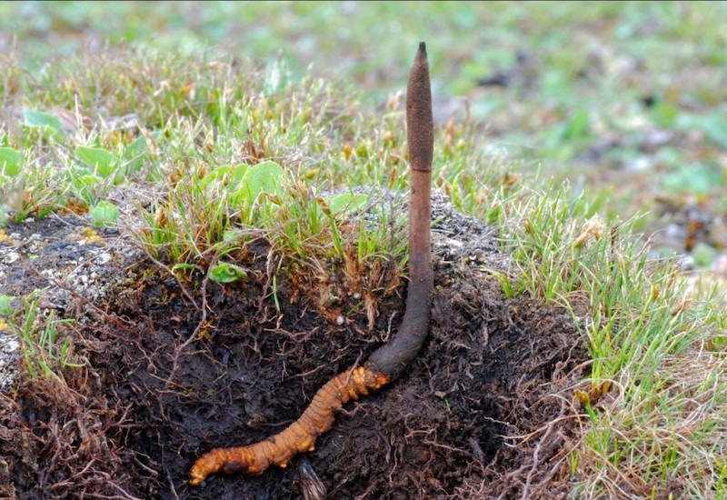 Đông trùng hạ thảo - vị thuốc quý rất cần cho cánh mày râu , Ngăn ngừa ung thư và chống lão hóa