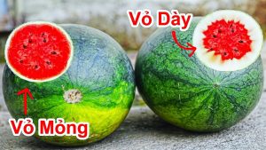 Mẹo hay phân biệt vỏ dưa dày và vỏ dưa mỏng ăn dưa hấu bao nhiêu năm giờ mới biết