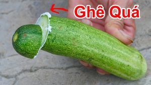 Sự thật giờ mới biết vì sao ăn dưa leo có trái đắng và trái không đắng mẹo haySự thật giờ mới biết vì sao ăn dưa leo có trái đắng và trái không đắng mẹo hay